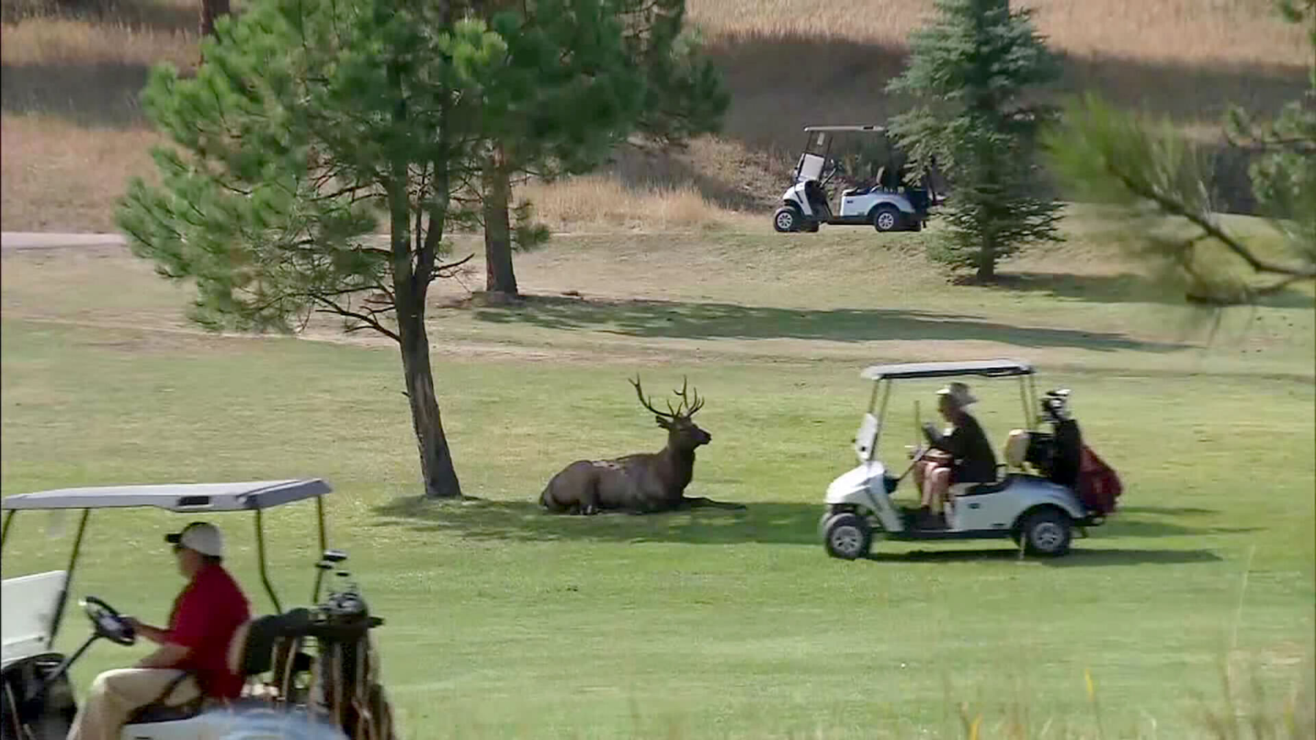 An angry elk gored a Colorado man finishing a round of golf over the weekend